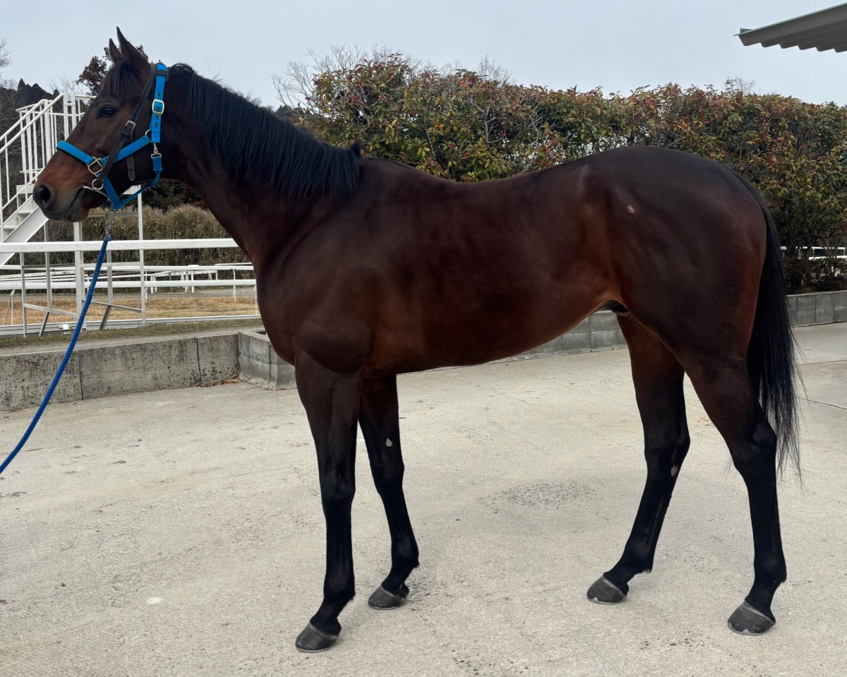 シンリミテス　　牡７歳　　※中央競馬　登録抹消_main1