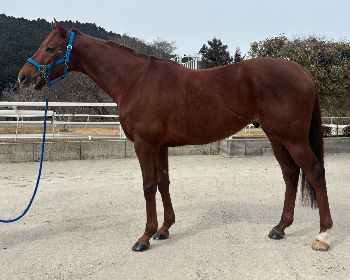 ミアステラ　　セン７歳　　※中央競馬　登録抹消_main1