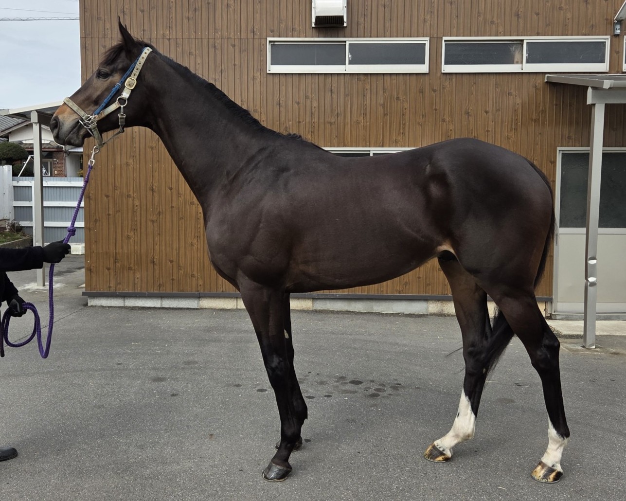 ヨシヒロ　　牡４歳　　※地方競馬　在籍_main1