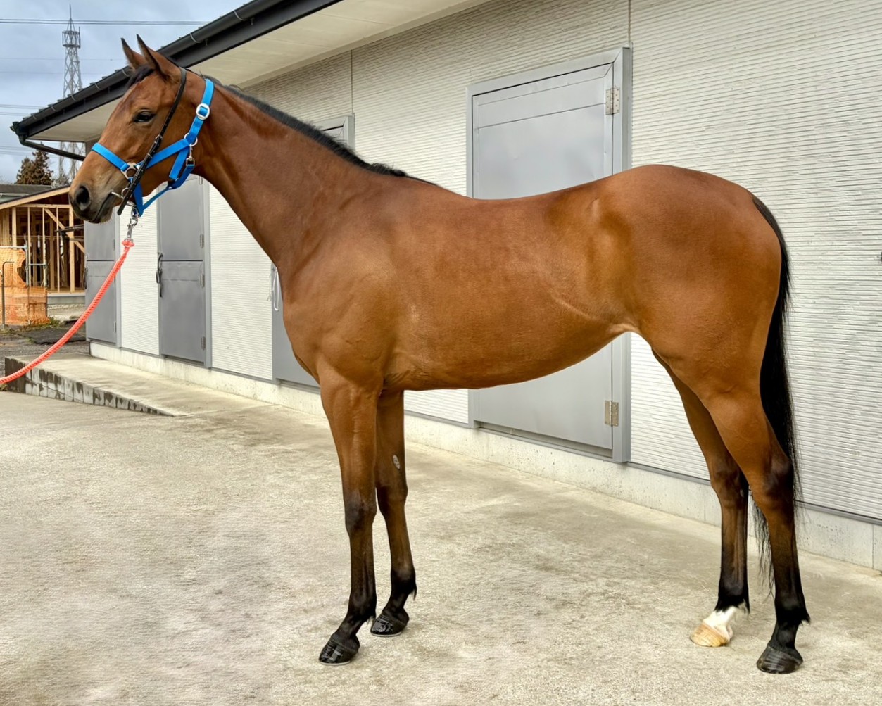 チェリーシャクナゲの23　　牝３歳　　※育成馬　育成中の３歳馬_main1