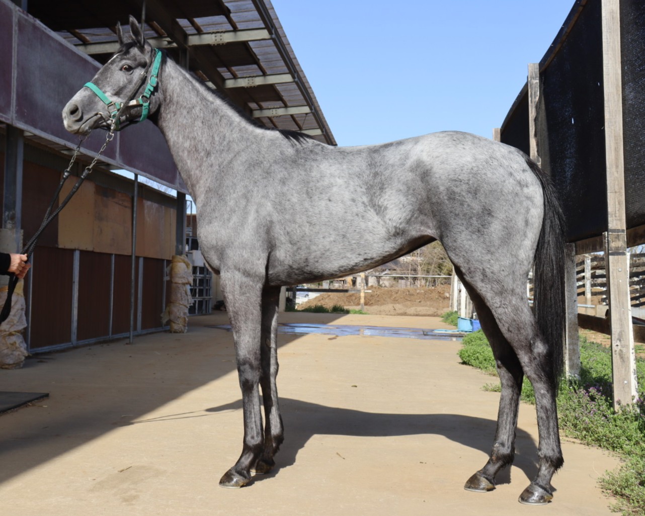 チョウシュンカ　　牝３歳　　※中央競馬　登録抹消_main1