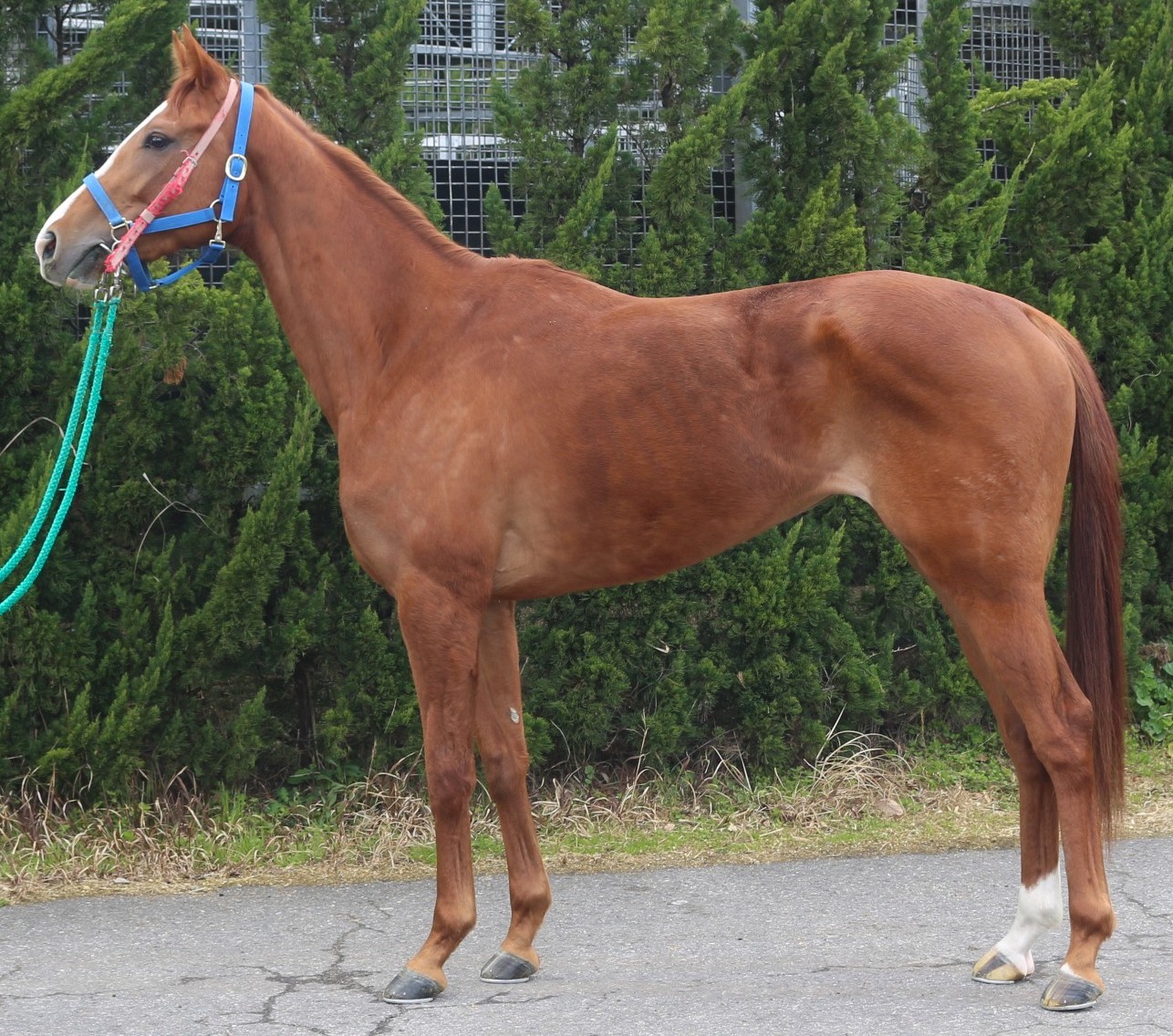 フランシーヌ　　牝３歳　　※中央競馬　登録抹消_main1