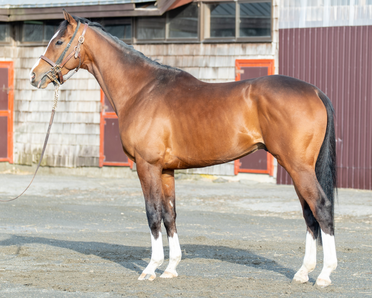 シマサンブラック 牡4歳 ※中央競馬 登録抹消 | サラブレッドオークション