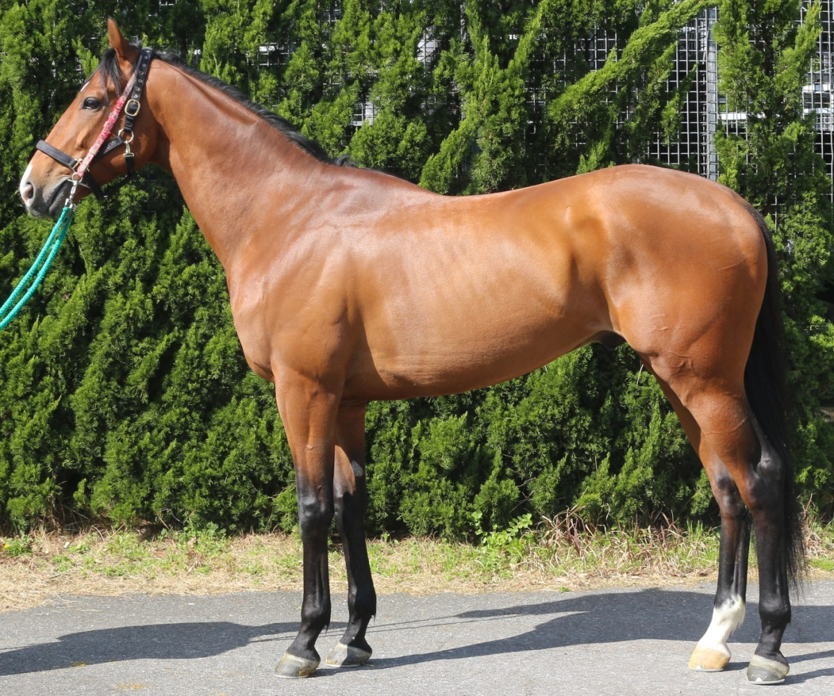 メードス　　セン５歳　　※中央競馬　登録抹消_main1