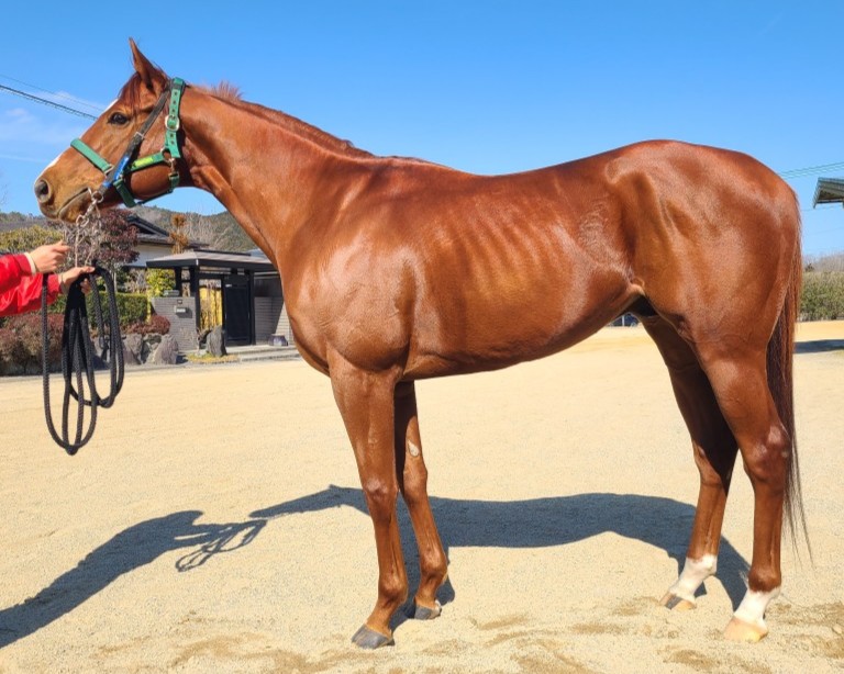 グラティアスミノル 牡5歳 ※中央競馬 登録抹消 | サラブレッド