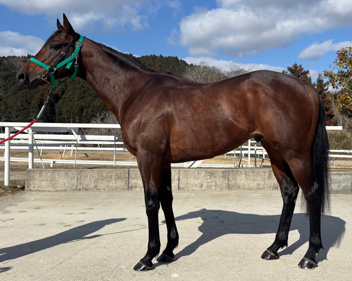 ドライグ 牡6歳 ※中央競馬 登録抹消 | サラブレッドオークション