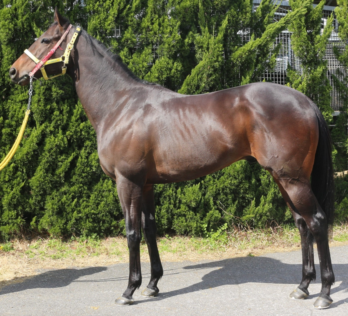 ダイヤモンドフジ 牡7歳 ※中央競馬 登録抹消 | サラブレッドオークション