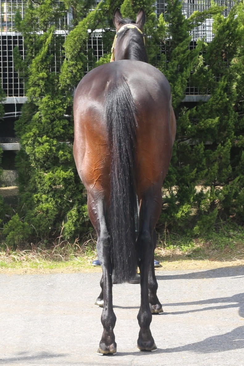 ふじうま ダイヤモンドフジ 牡7歳 ※中央競馬 登録抹消 | サラブレッドオークション