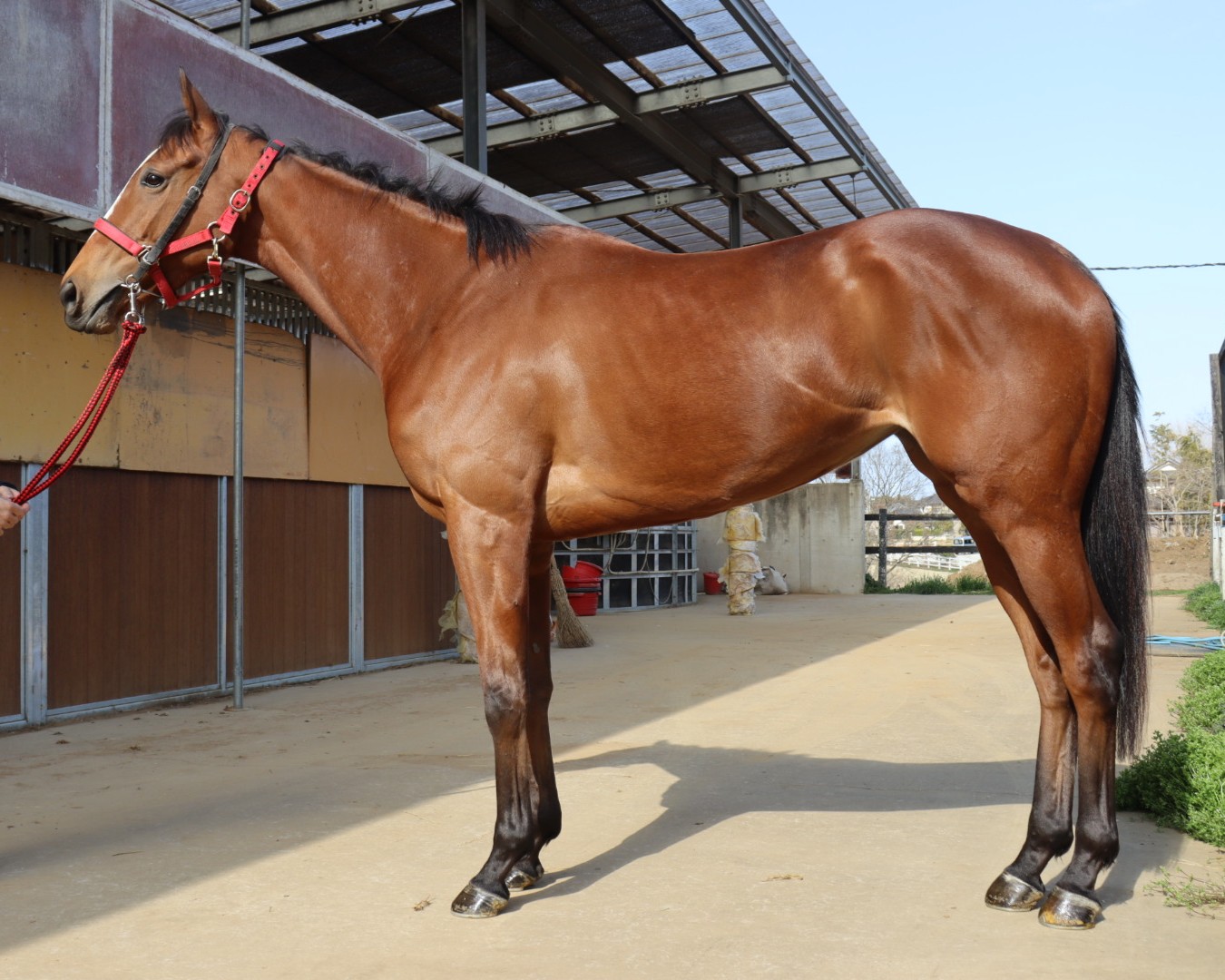 ヴィヴァラヴィスタ　　牝３歳　　繁殖牝馬（空胎）_main1