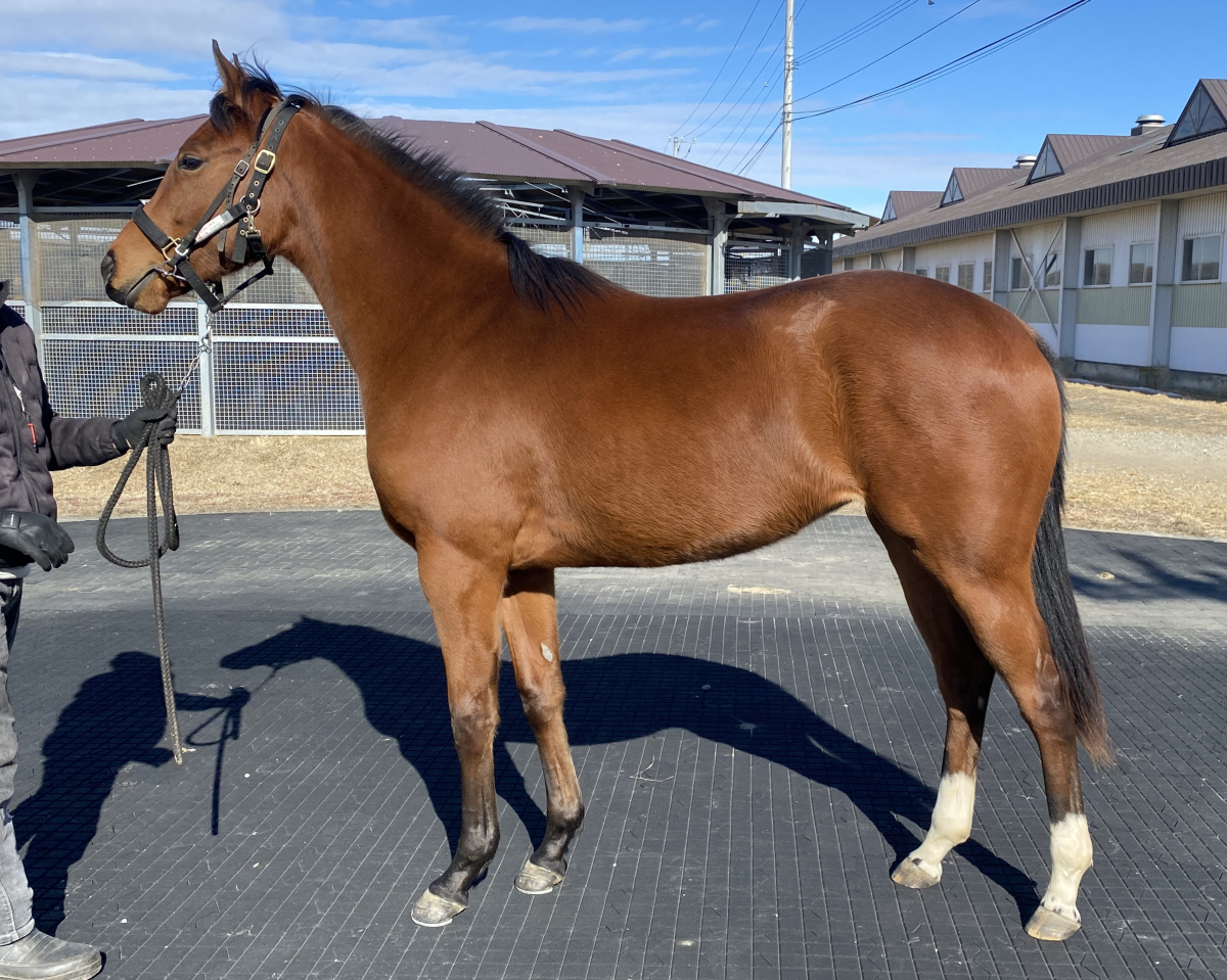 ホクラニミサの24　　牝２歳　　※育成馬　育成中の２歳馬_main1
