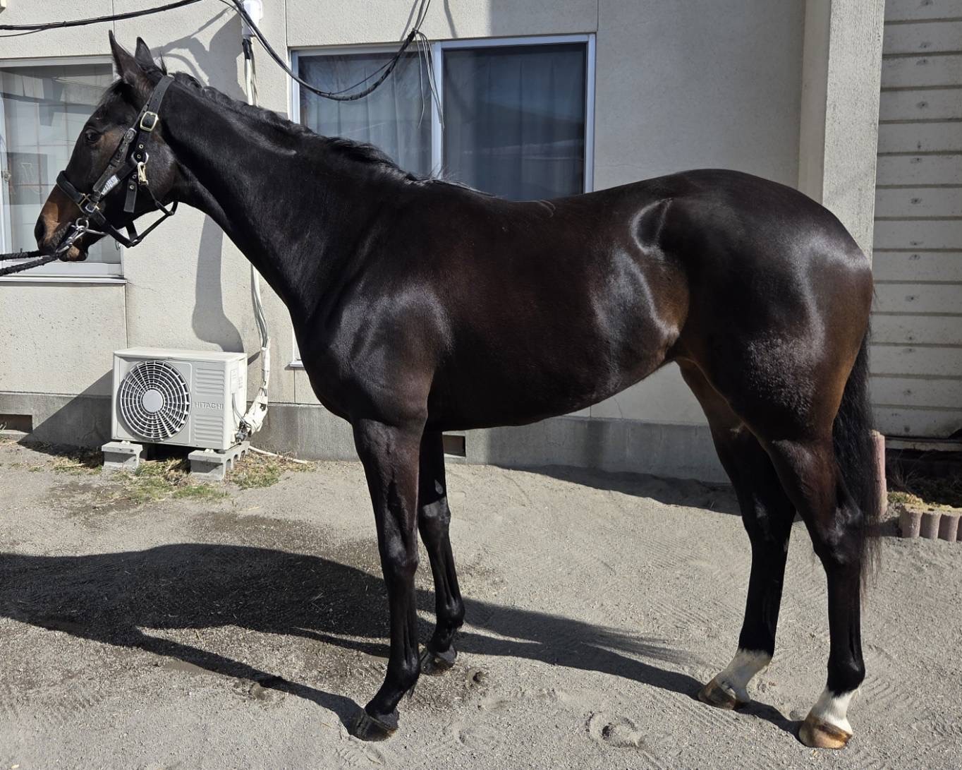 ラブビースト　　牝２歳　　※地方競馬　在籍　未出走の２歳馬_main1