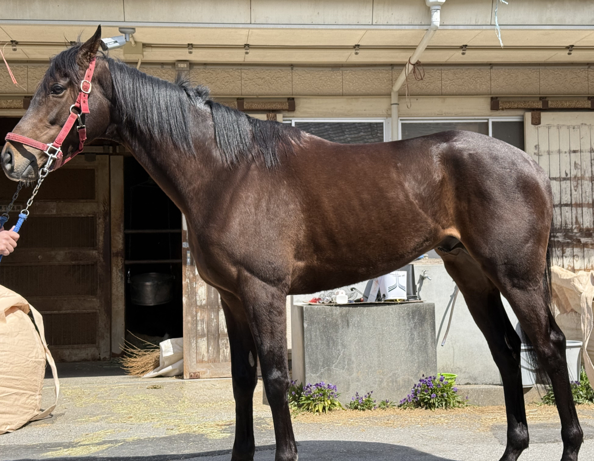 ノエル　　牡４歳　　※地方競馬　在籍_main1