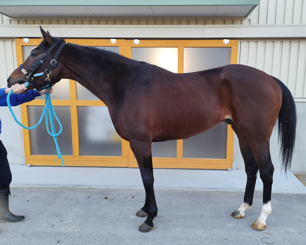 キープオントップ　　牡４歳　　※地方競馬　在籍_main1