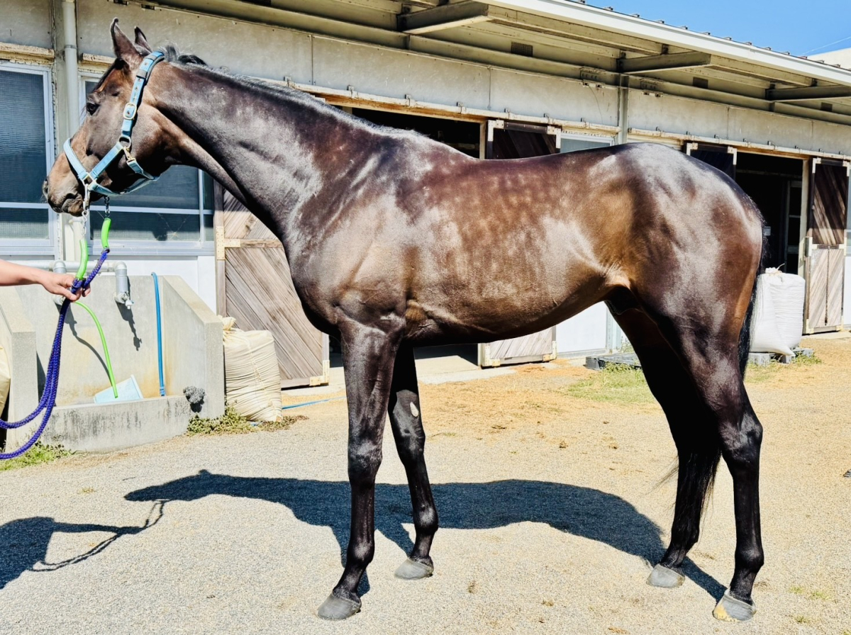 カラーオブワンダー　　牡５歳　　※地方競馬　在籍_main1