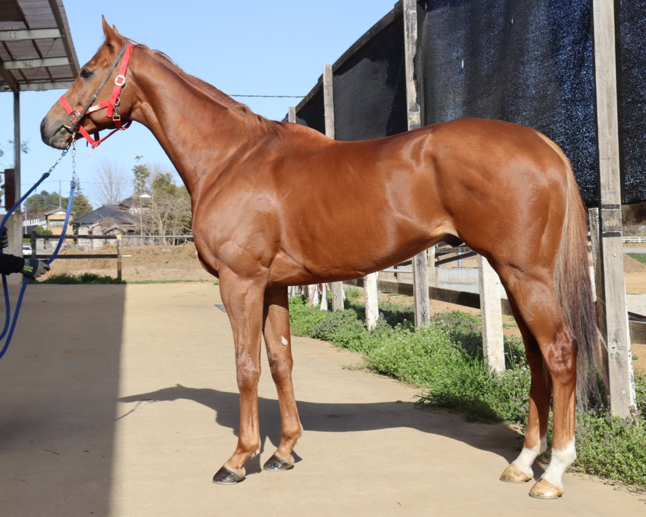 スクーバー　　牡６歳　　※地方競馬　在籍_main1