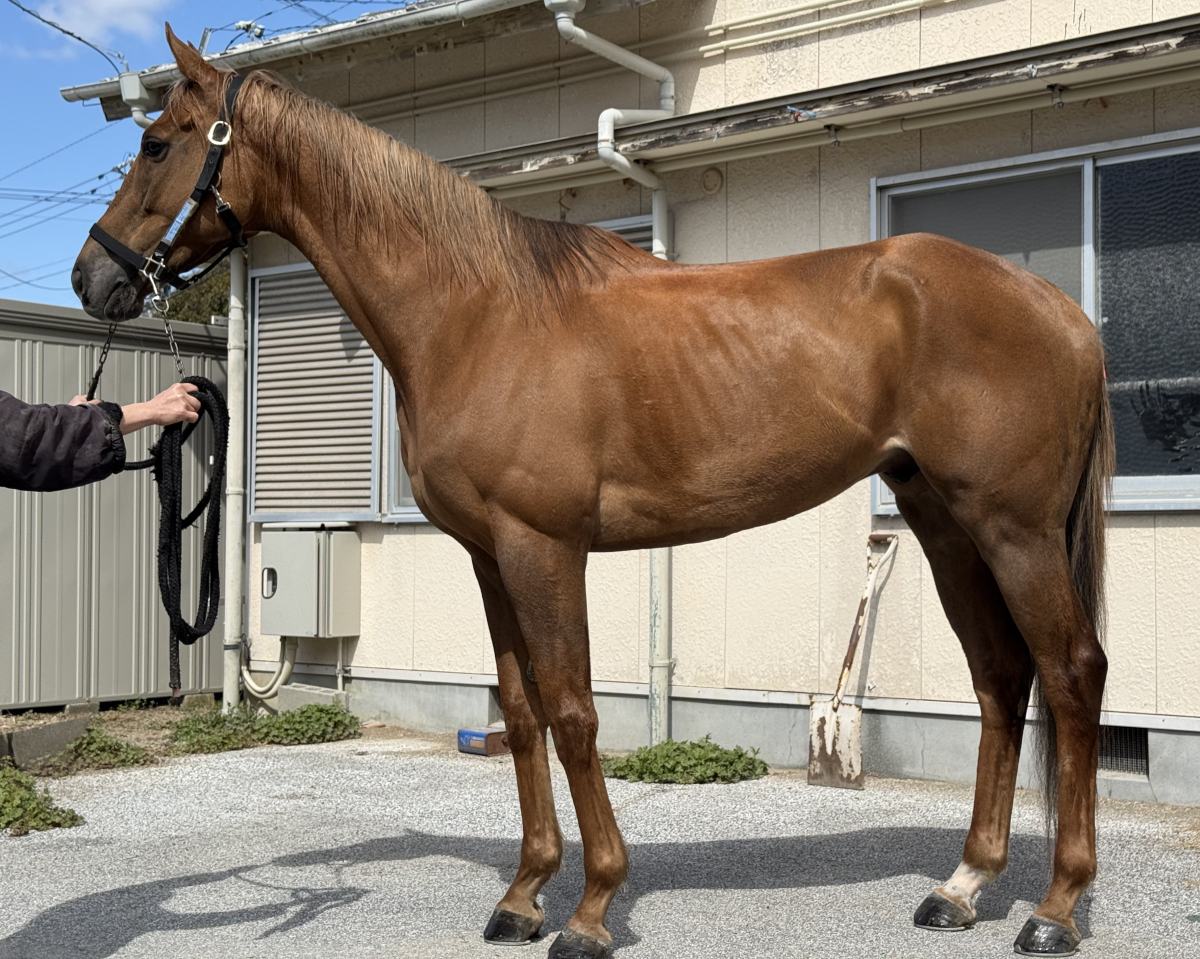 シャドウマッドネス　　セン７歳　　※地方競馬　在籍_main1