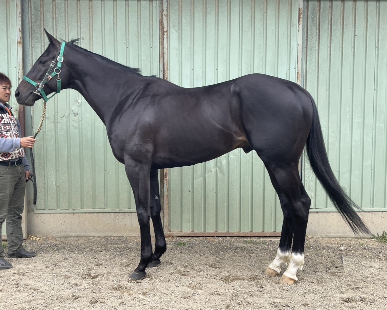 ボニーマジェスティ　　牡７歳　　※地方競馬　在籍_main1