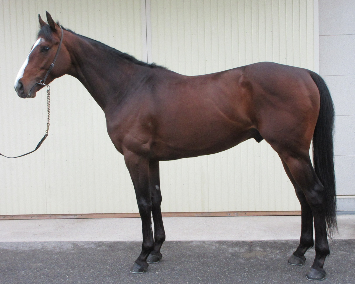 ウェルックス　　牡３歳　　※中央競馬　登録抹消_main1