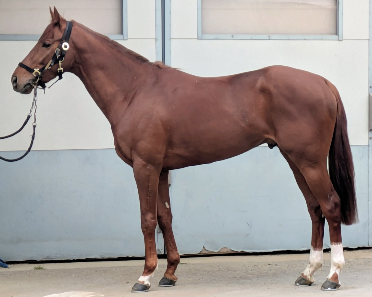 エールオンマインド　　牡３歳　　※中央競馬　登録抹消_main1