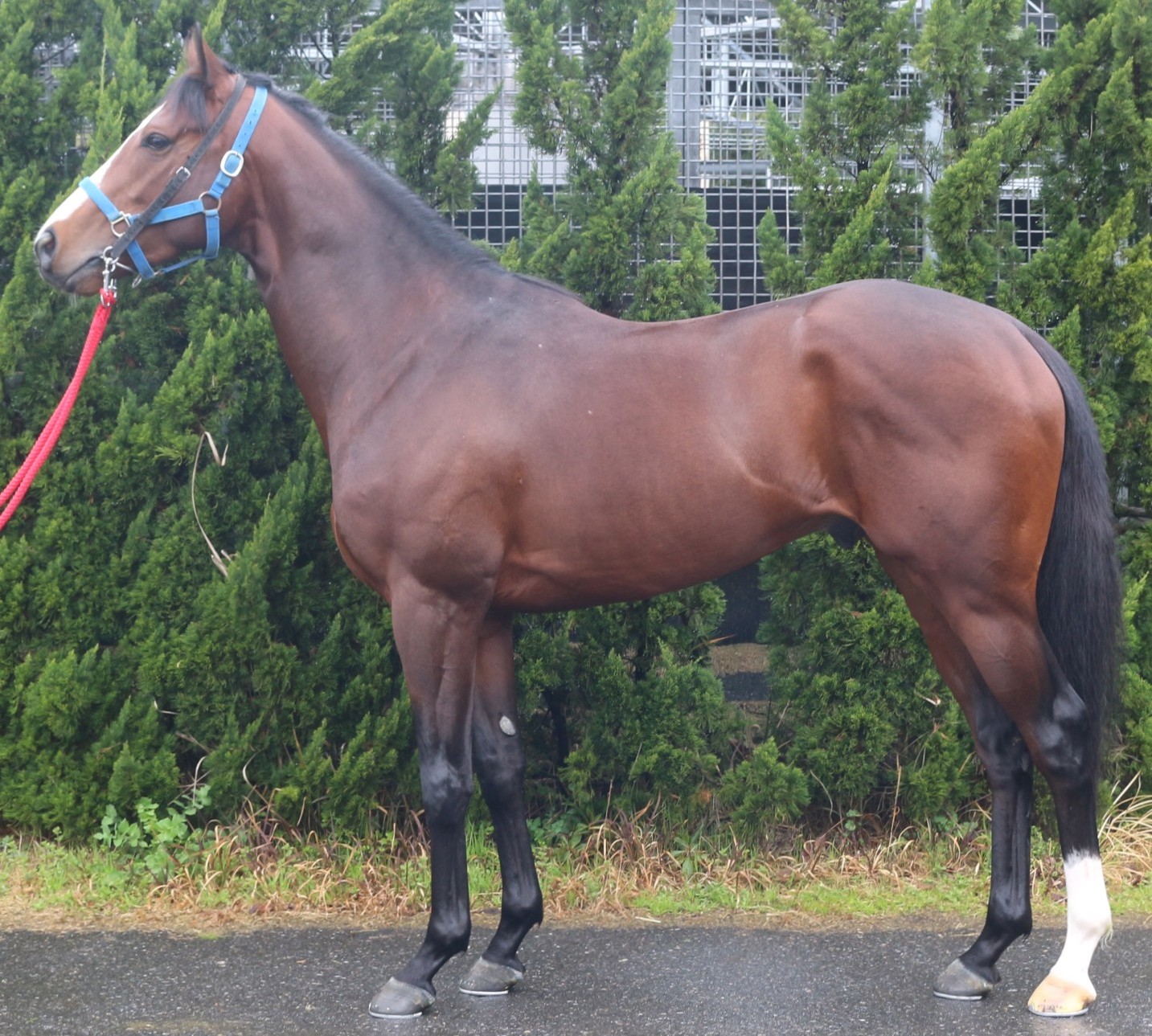 コスモローマ　　牡３歳　　※中央競馬　登録抹消_main1