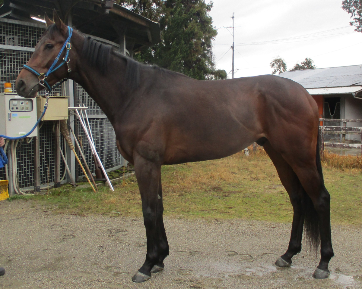 サートゥリア　　牡３歳　　※中央競馬　登録抹消_main1