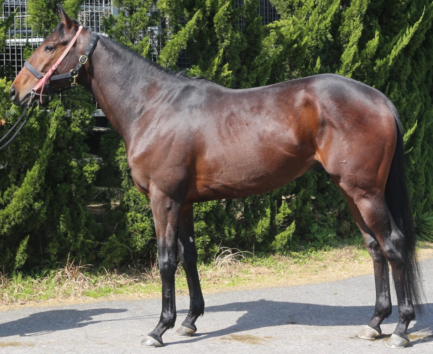 テーオーユリウス　　牡３歳　　※中央競馬　登録抹消_main1