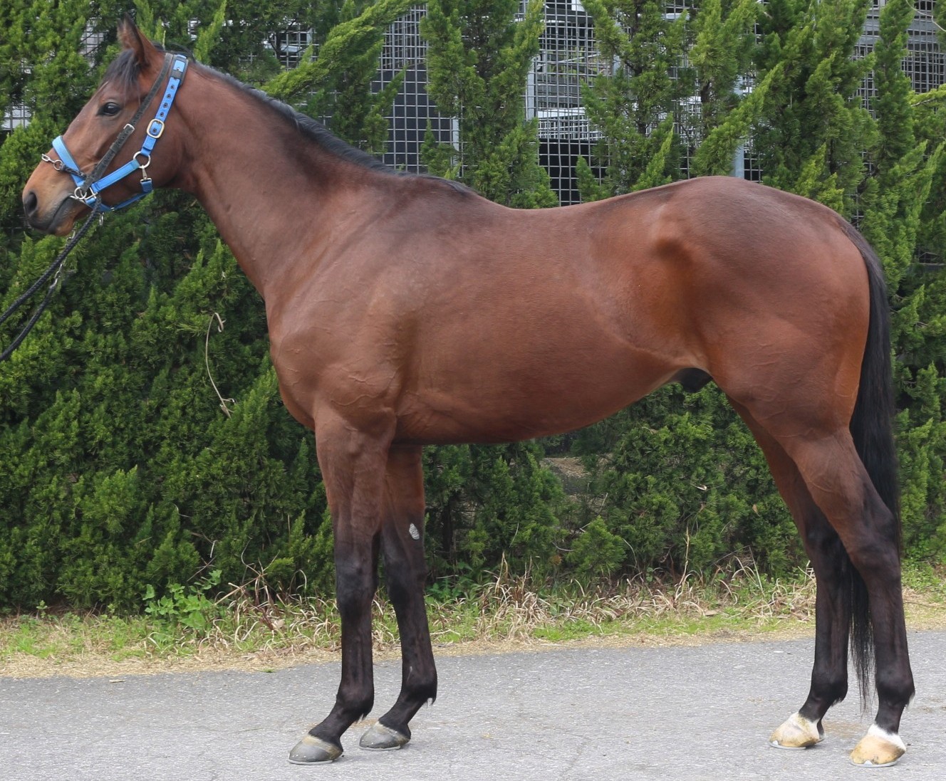 ナムラキングダム　　牡３歳　　※中央競馬　登録抹消_main1