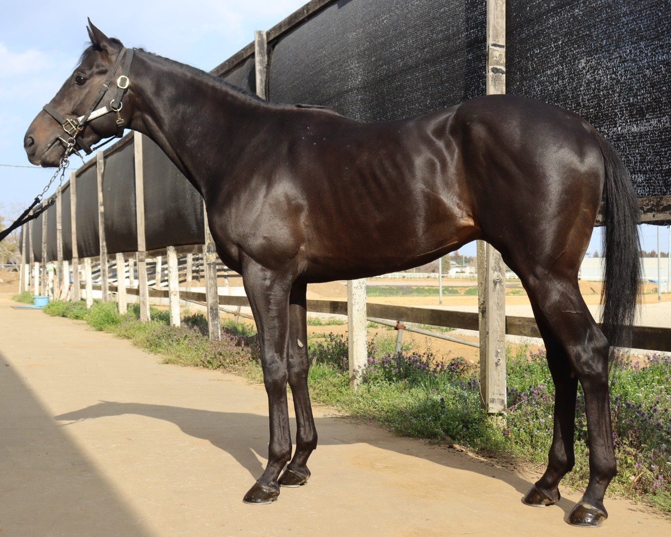 ノーブルアスール　　牡３歳　　※中央競馬　登録抹消_main1