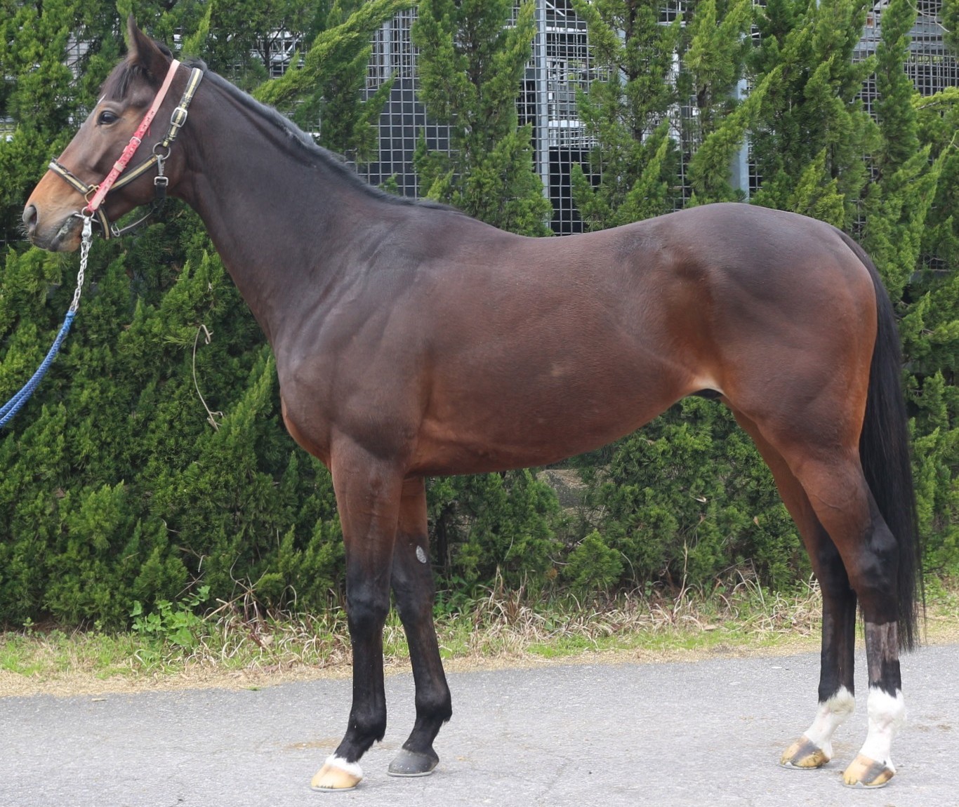 ピエナビバサンバ　　牡３歳　　※中央競馬　登録抹消_main1