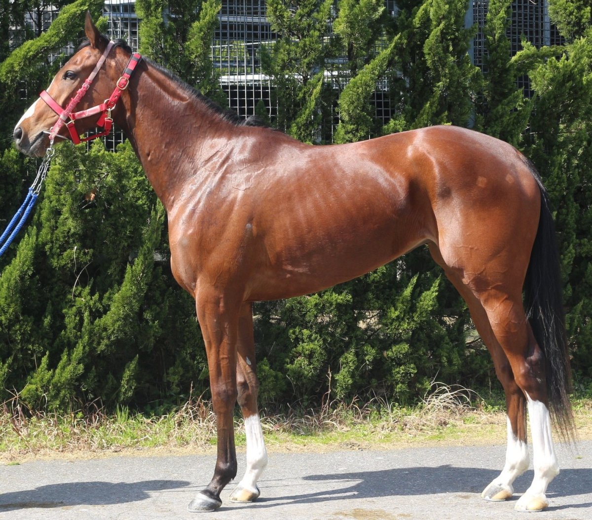 マスカットオマーン　　牝３歳　　※中央競馬　登録抹消_main1