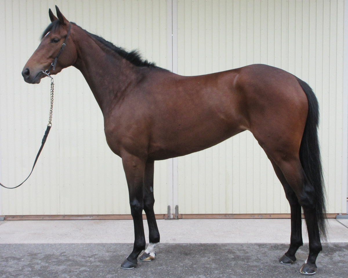 ルッコラセルバチコ　　牝３歳　　※中央競馬　登録抹消_main1