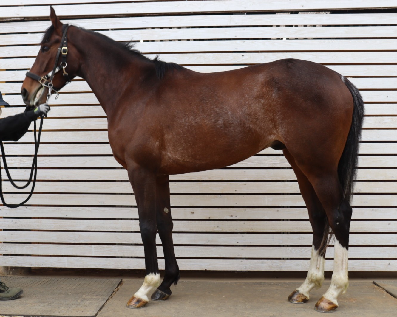 ロッククライム　　牡３歳　　※中央競馬　登録抹消_main1