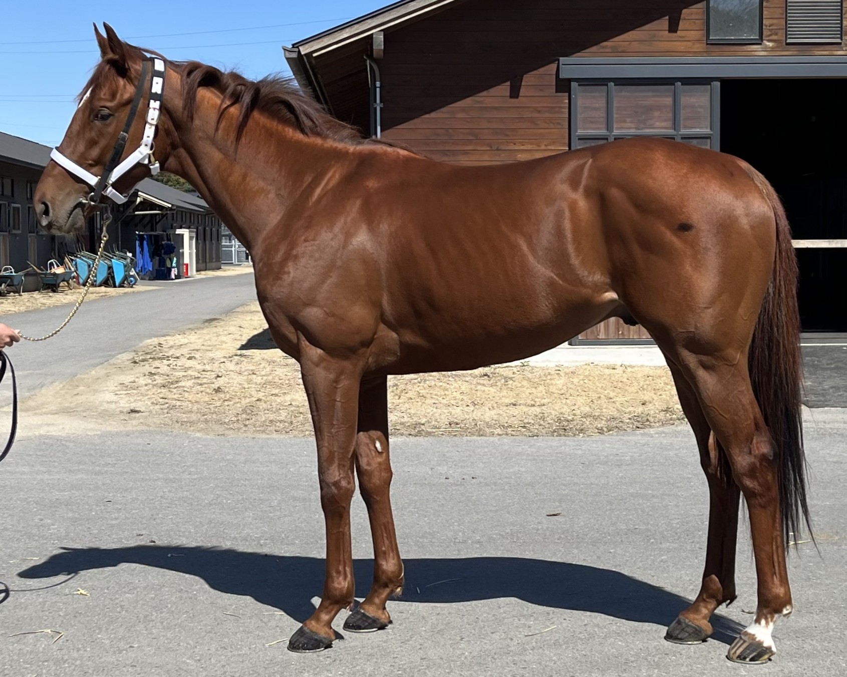 サンセットロード　　牡３歳　　※中央競馬　登録抹消_main1