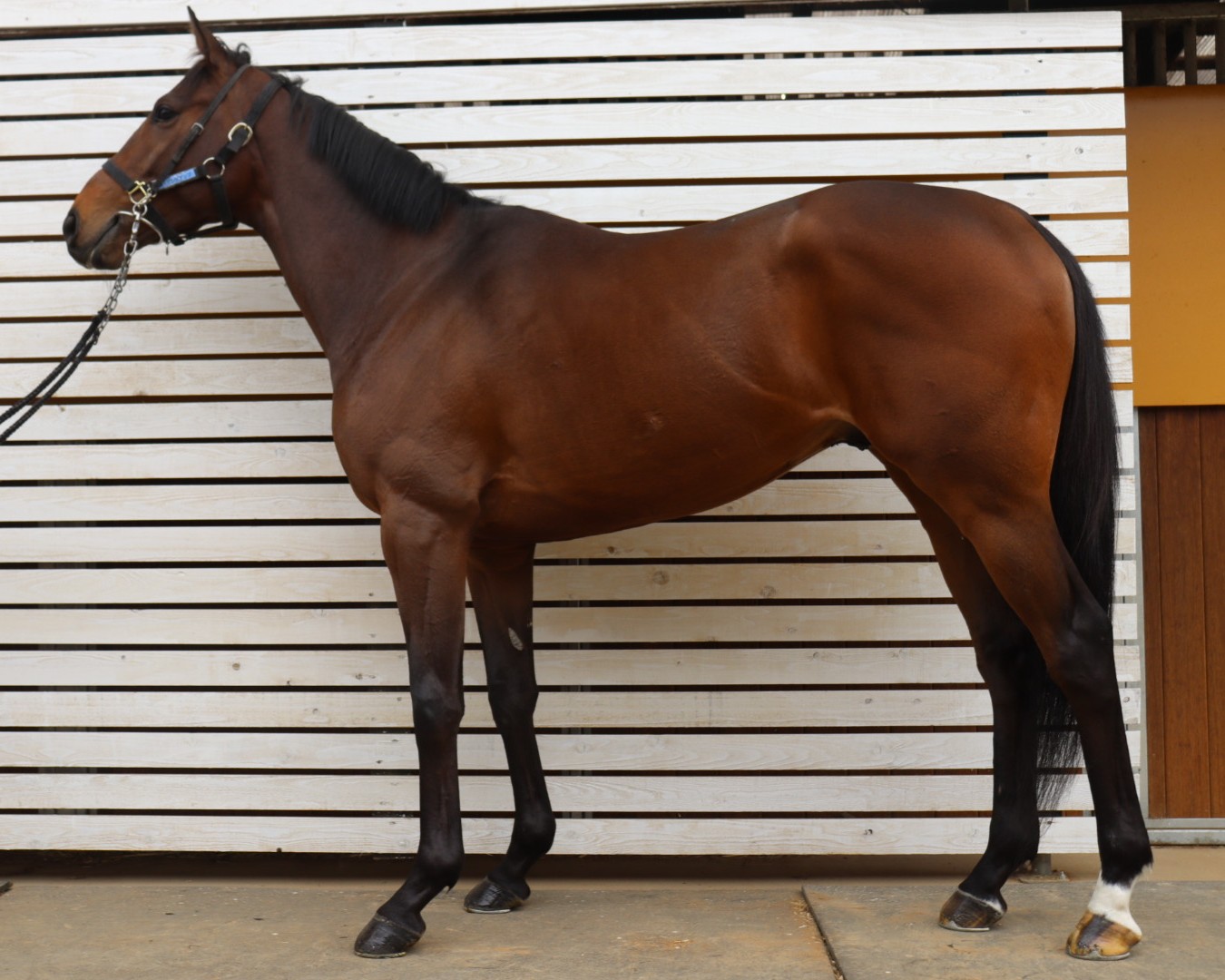 ムービングアップ　　牡３歳　　※中央競馬　登録抹消_main1