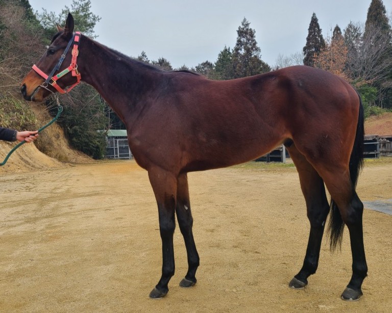 ヨッシーリオ　　牡３歳　　※中央競馬　登録抹消_main1