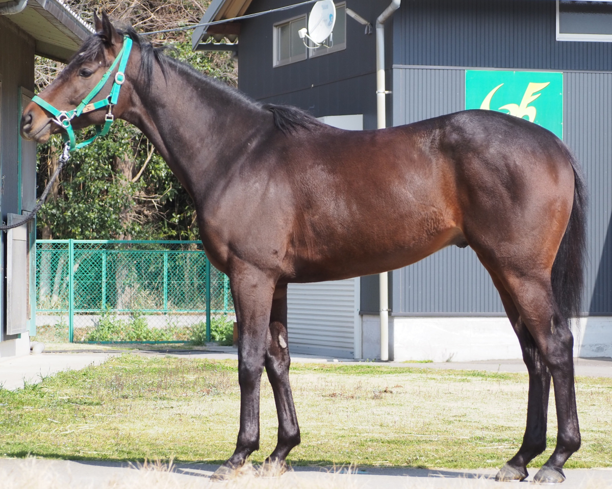 ダンシングアウェイ　　牡３歳　　※中央競馬　登録抹消_main1