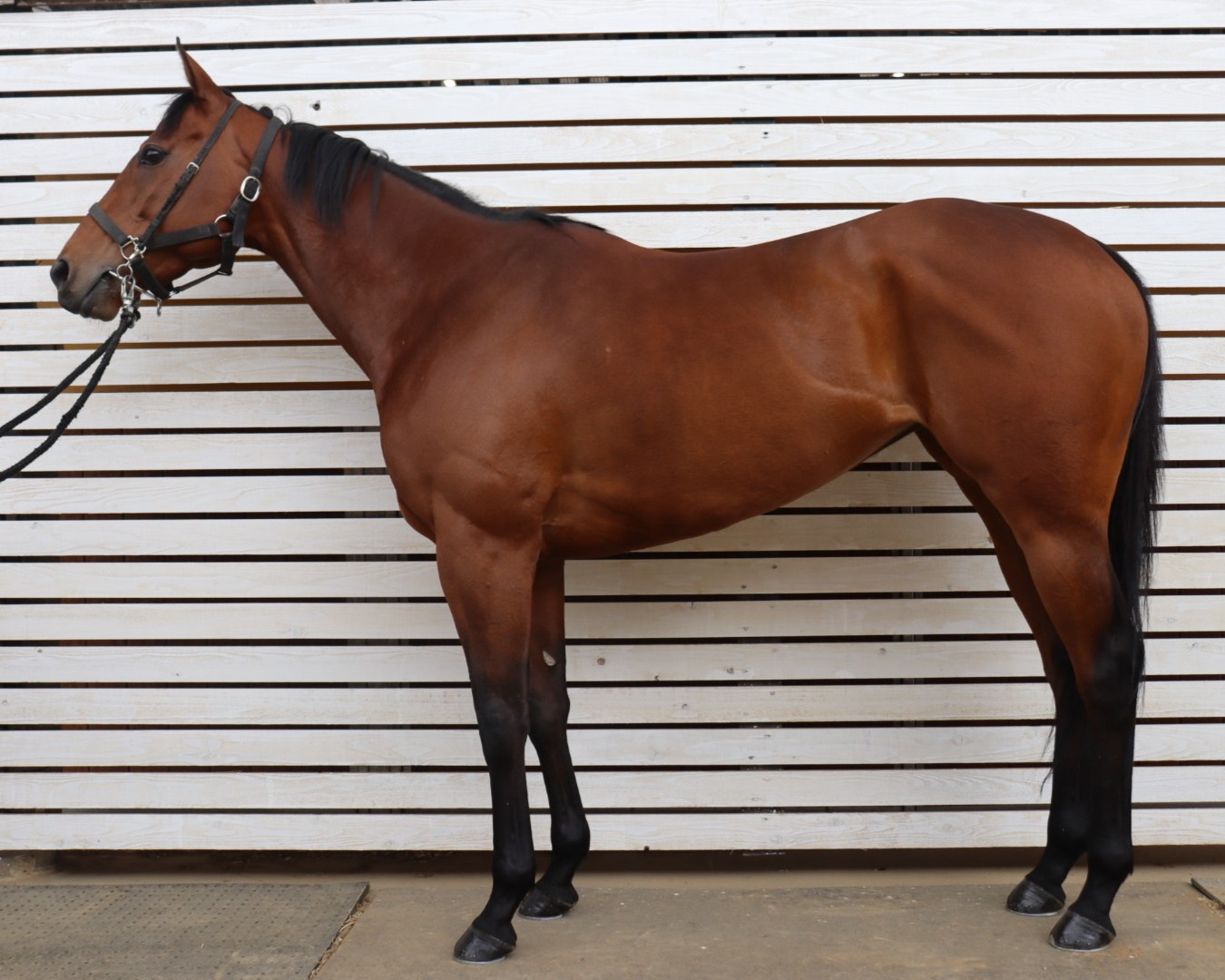 クールソル　　牝５歳　　※中央競馬　登録抹消_main1