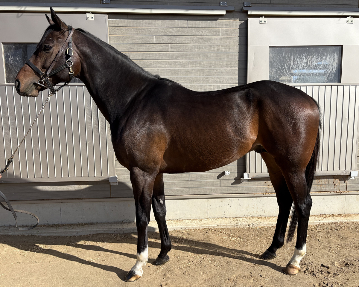 スピードパンサー　　牡５歳　　※中央競馬　登録抹消_main1