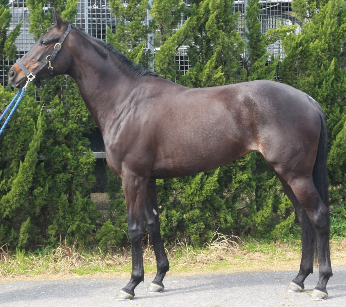 テクノデザイン　　牝６歳　　※中央競馬　登録抹消_main1