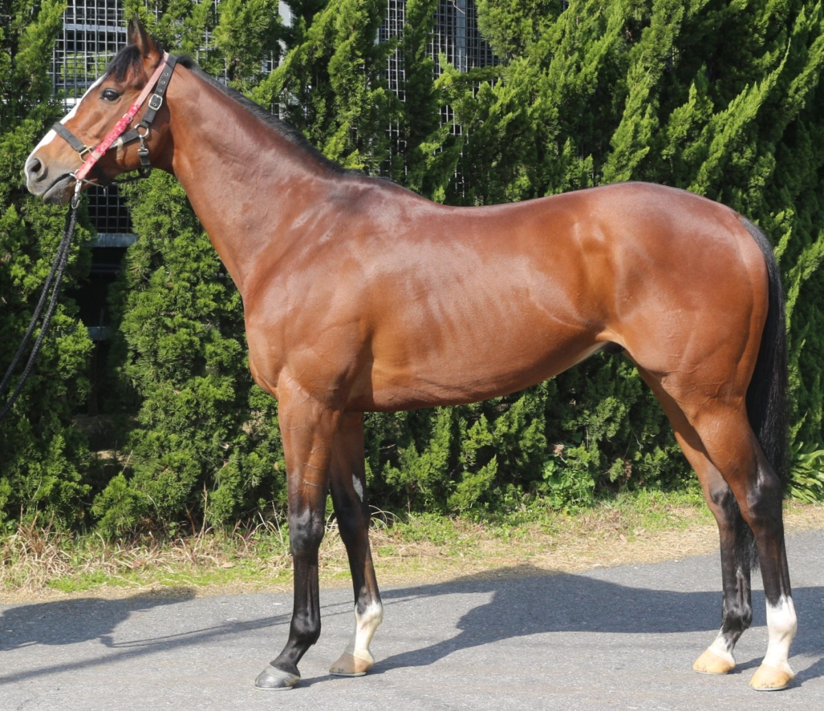 ダミエ　　牡６歳　　※中央競馬　登録抹消_main1