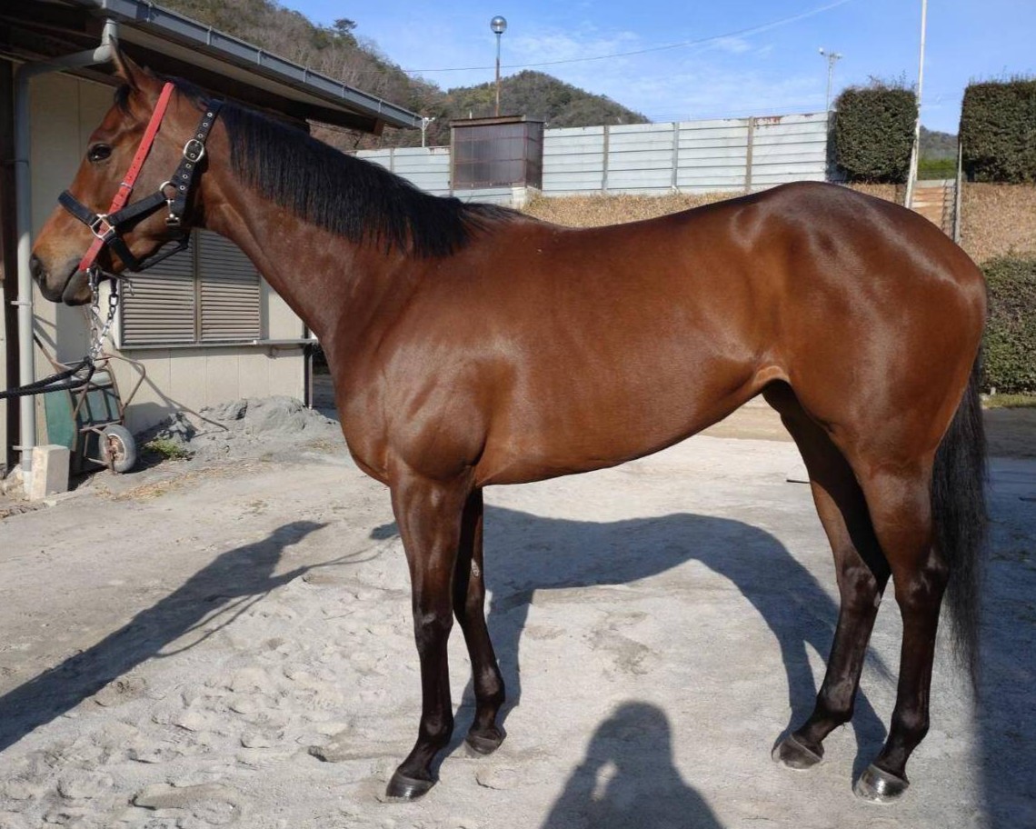 ビジンハクメイ　　牝４歳　　※地方競馬　在籍_main1