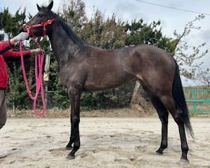 エバーステイ　　牝４歳　　※地方競馬　在籍_main1