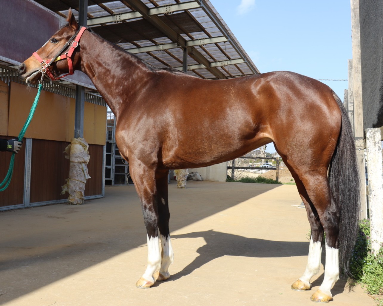 プリマベーラ　　牝４歳　　※地方競馬　在籍_main1