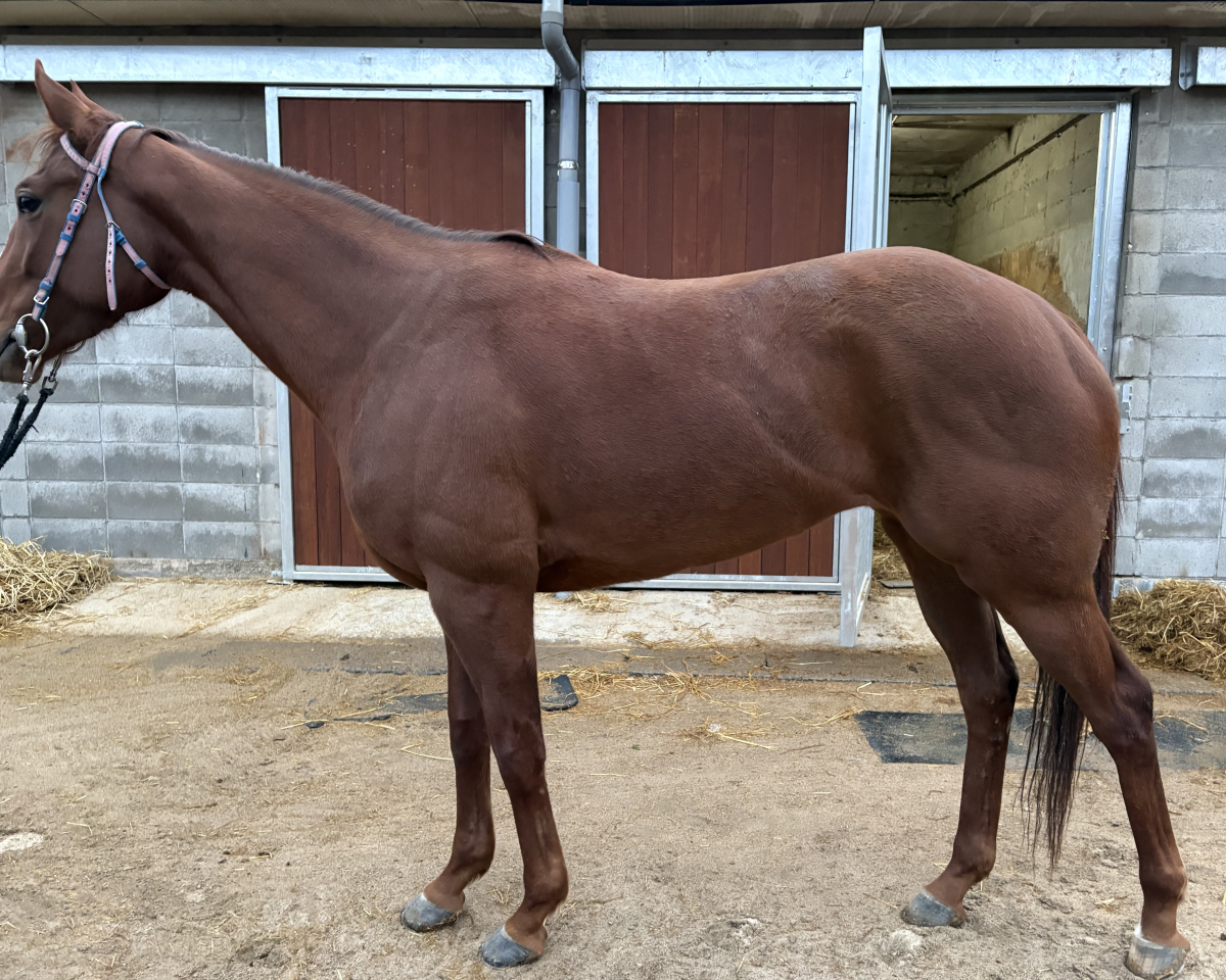 エンジェルスター　　牝４歳　　※地方競馬　在籍_main1