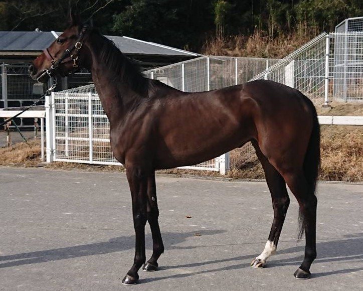 ヴィルナタール　　牝４歳　　※地方競馬　在籍_main1