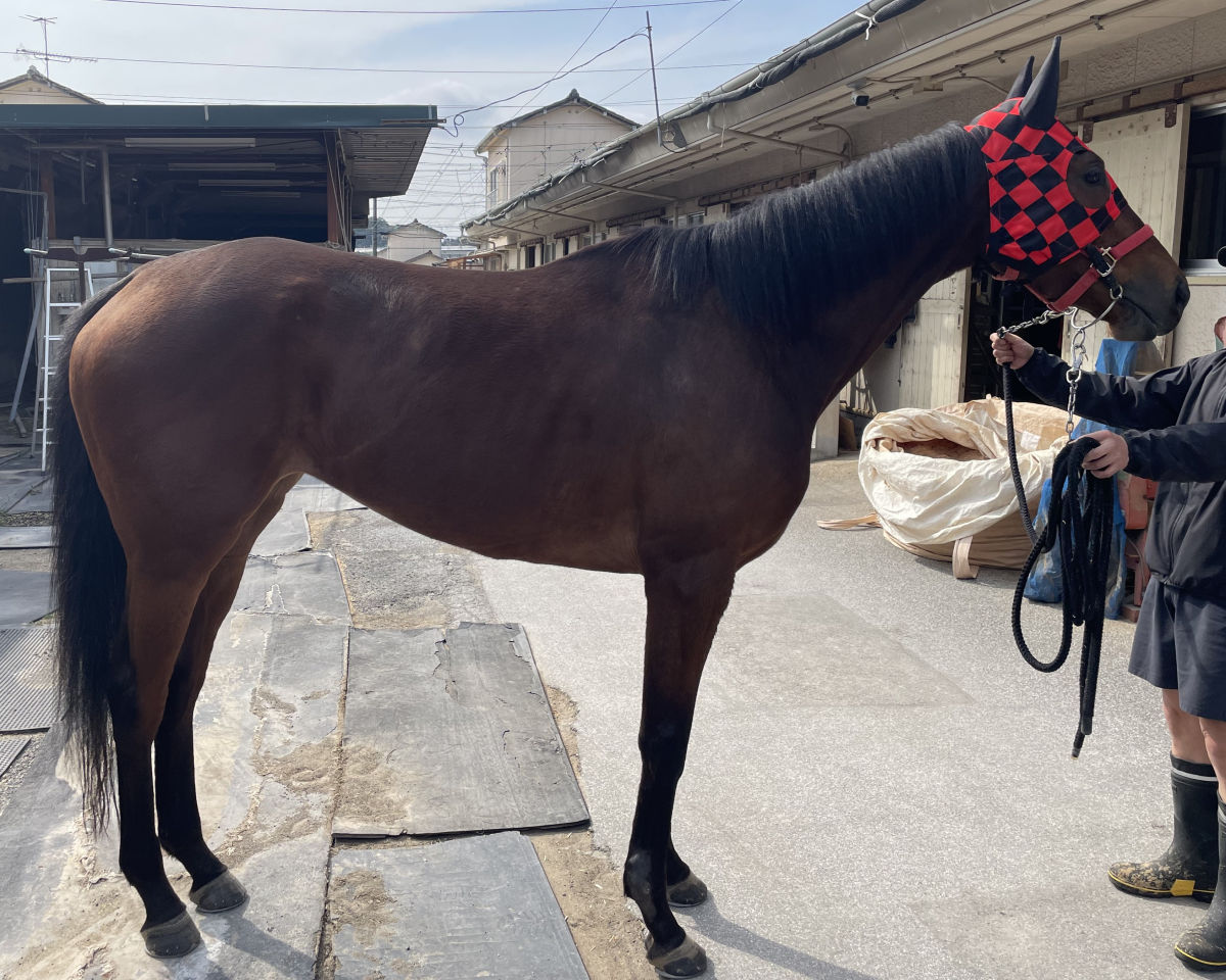 ナムラクレープ　　牝４歳　　※地方競馬　在籍_main1