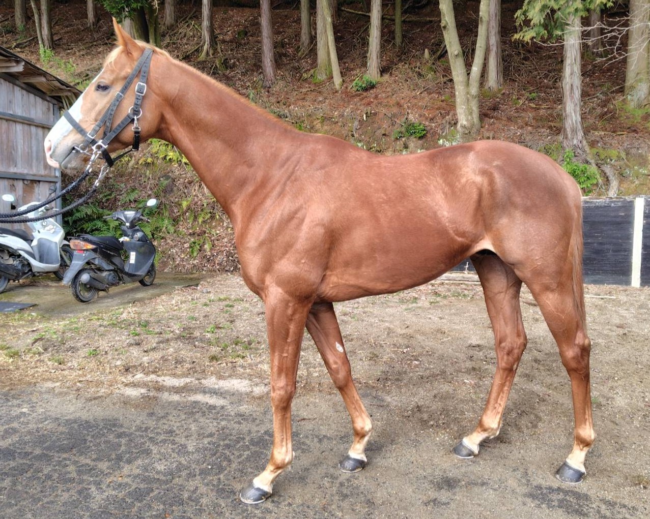 アマノハバキリ　　牡４歳　　※地方競馬　在籍_main1