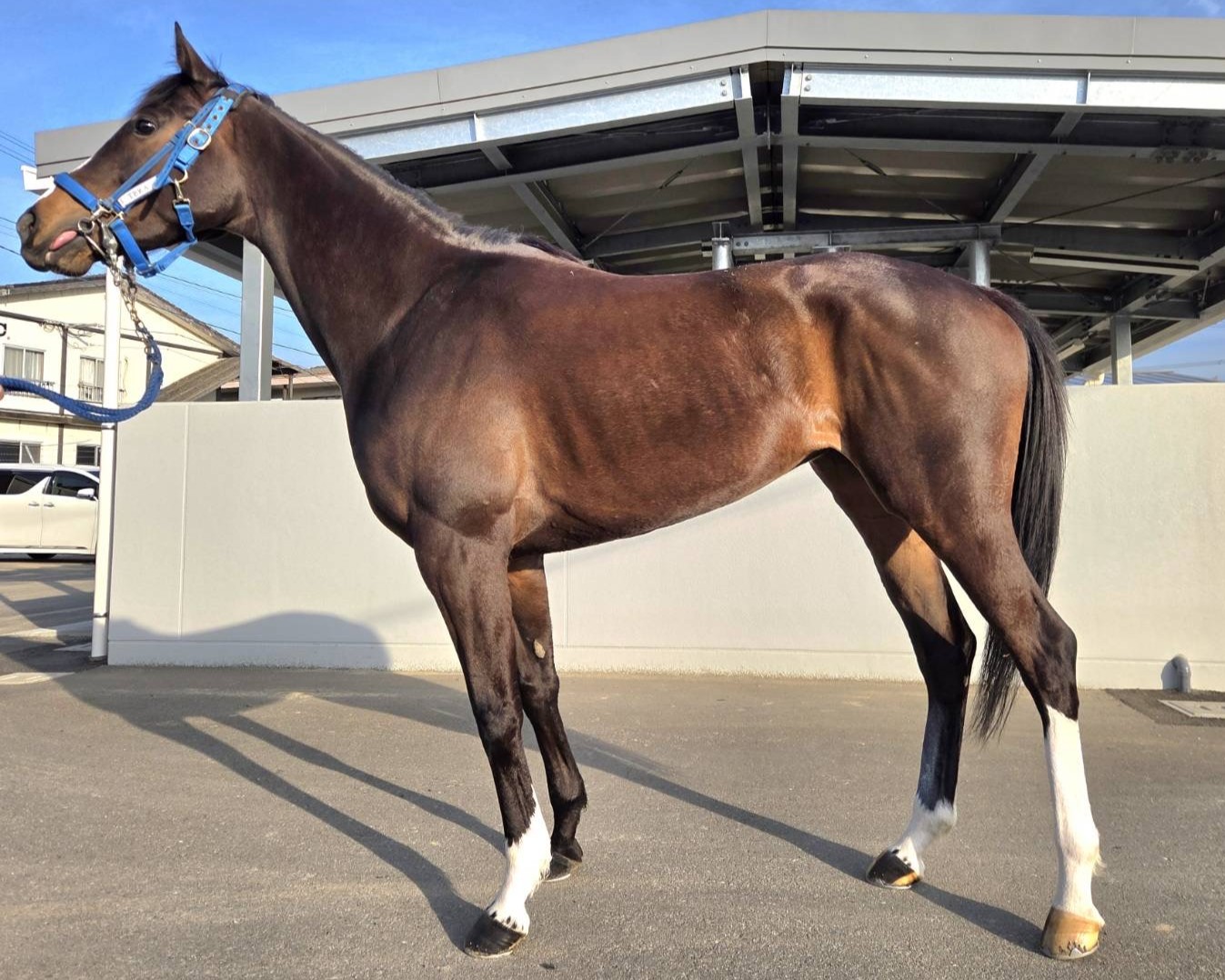 ベラジオソノダヒメ　　牝５歳　　※地方競馬　在籍_main1