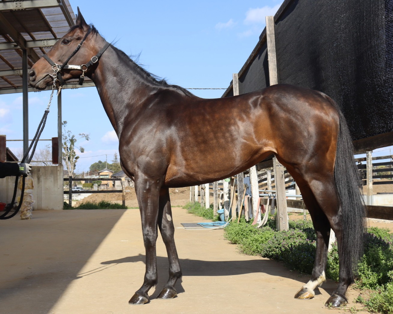 タウンホール　　牝５歳　　※地方競馬　在籍_main1