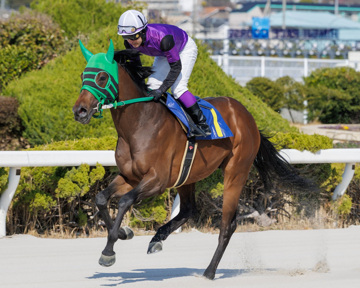 グランゲレーロ　　牡５歳　　※地方競馬　在籍_main1